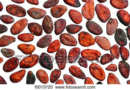 Stock Image - Cocoa beans. Fotosearch