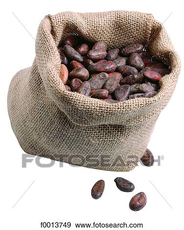 Cocoa beans View Large Photo Image Stock Photo - Cocoa beans. Fotosearch
