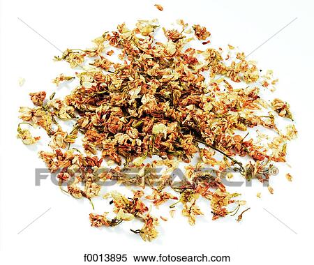 Jasmine flowers View Large Photo Image Stock Photography - Jasmine flowers. Fotosearch