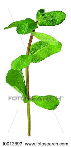Mint View Large Photo Image Stock Photo - Mint. Fotosearch