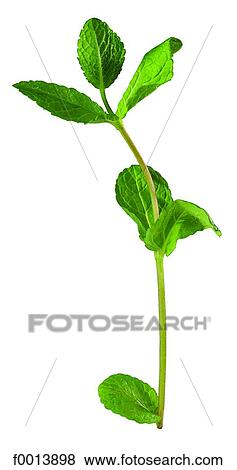 Mint View Large Photo Image Stock Photo - Mint. Fotosearch
