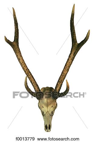 World symbols: caribou (Canada) View Large Photo Image Stock Photo - World symbols: caribou (Canada). Fotosearch