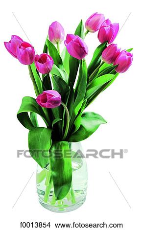 World symbols: tulip bouquet (Netherlands) View Large Photo Image Picture - World symbols: tulip bouquet (Netherlands). Fotosearch