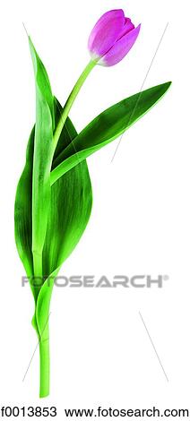 World symbols: tulip (Netherlands) View Large Photo Image Stock Image - World symbols: tulip (Netherlands). Fotosearch