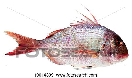 Stock Photo - Bream. Fotosearch