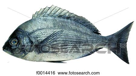 Stock Photograph - Bream. Fotosearch