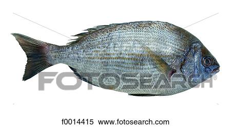 Stock Photography - Bream. Fotosearch