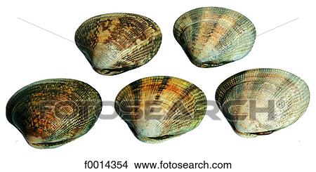 Picture - Clam. Fotosearch