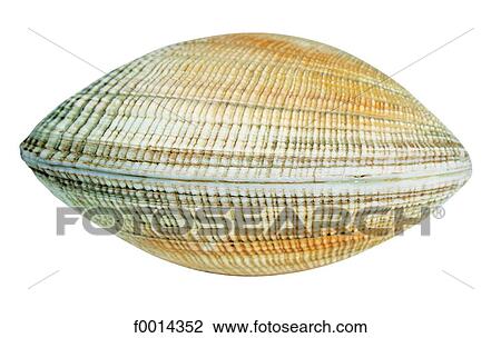 Stock Image - Clam. Fotosearch