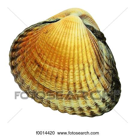 Stock Image - Clam. Fotosearch