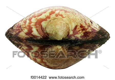 Clam View Large Photo Image Stock Image - Clam. Fotosearch