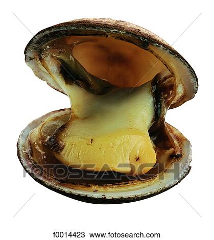 Clam View Large Photo Image Stock Image - Clam. Fotosearch