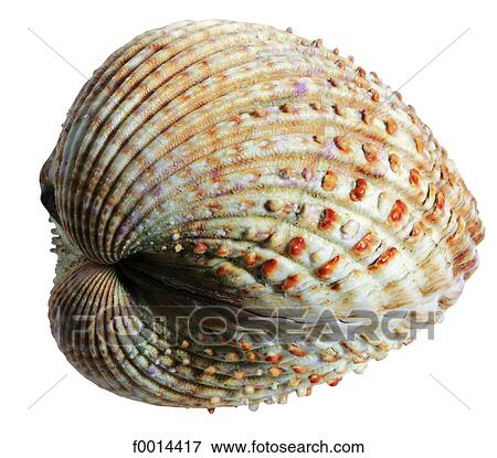 Clam View Large Photo Image Stock Photo - Clam. Fotosearch