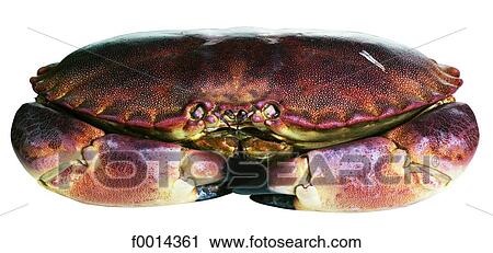 Stock Image - Crab. Fotosearch