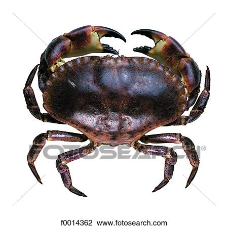Crab View Large Photo Image Stock Image - Crab. Fotosearch
