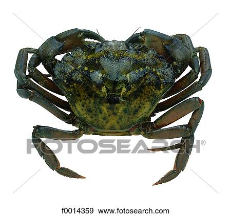 Stock Photo - Crab. Fotosearch