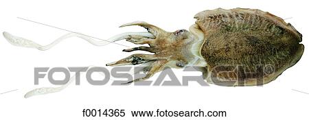 Stock Photography - Cuttlefish. Fotosearch