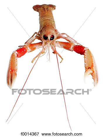 Dublin bay prawn View Large Photo Image Stock Photo - Dublin bay prawn. Fotosearch
