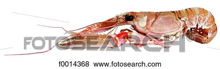 Stock Photo - Dublin bay prawn. Fotosearch