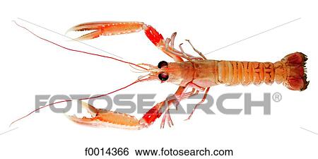 Dublin bay prawn View Large Photo Image Stock Photograph - Dublin bay prawn. Fotosearch
