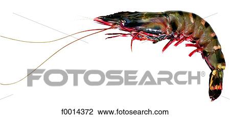 Stock Image - Gamba. Fotosearch
