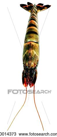 Gamba View Large Photo Image Stock Image - Gamba. Fotosearch