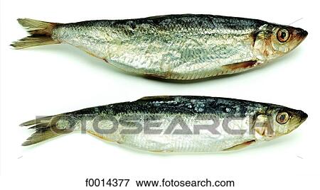 Herring View Large Photo Image Stock Photo - Herring. Fotosearch