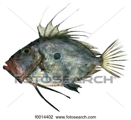 Stock Image - John Dory. Fotosearch