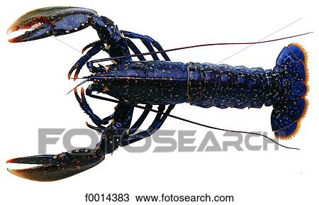 Lobster View Large Photo Image Stock Image - Lobster. Fotosearch