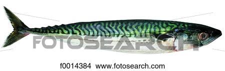 Mackerel View Large Photo Image Picture - Mackerel. Fotosearch