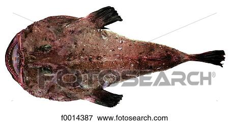 Monkfish View Large Photo Image Stock Photo - Monkfish. Fotosearch