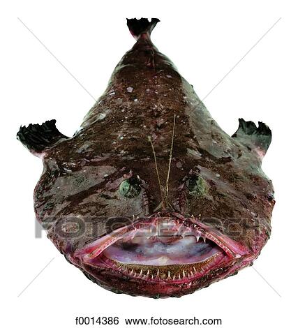 Monkfish View Large Photo Image Stock Photograph - Monkfish. Fotosearch