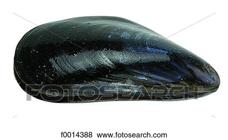 Mussel View Large Photo Image Stock Photo - Mussel. Fotosearch