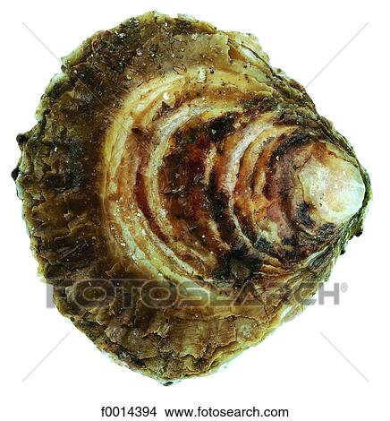 Picture - Oyster. Fotosearch
