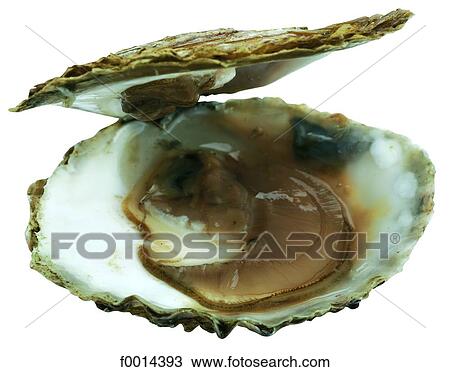 Oyster View Large Photo Image Stock Image - Oyster. Fotosearch