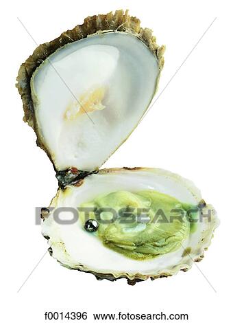 Pearl oyster View Large Photo Image Stock Photograph - Pearl oyster. Fotosearch