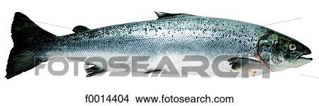 Salmon View Large Photo Image Picture - Salmon. Fotosearch