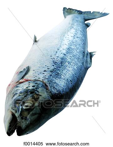Salmon View Large Photo Image Stock Photography - Salmon. Fotosearch