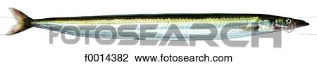 Stock Image - Sand eel. Fotosearch