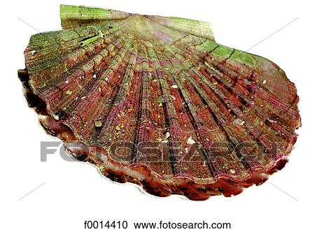 Stock Image - Scallop. Fotosearch
