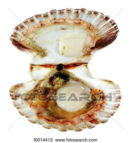 Stock Image - Scallop. Fotosearch