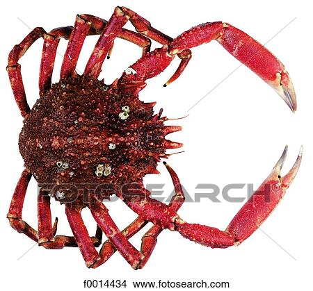 Sea spider View Large Photo Image Picture - Sea spider. Fotosearch