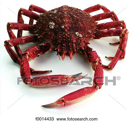 Sea spider View Large Photo Image Stock Image - Sea spider. Fotosearch