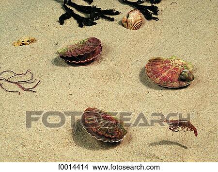 Seafood View Large Photo Image Picture - Seafood. Fotosearch