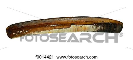 Stock Image - Shell. Fotosearch