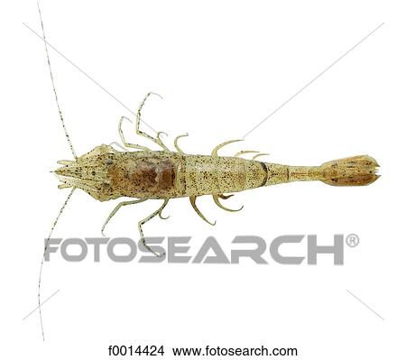 Shrimp View Large Photo Image Picture - Shrimp. Fotosearch