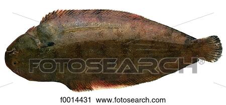 Stock Image - Sole. Fotosearch