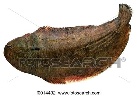 Sole View Large Photo Image Stock Image - Sole. Fotosearch