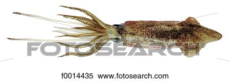 Stock Photography - Squid. Fotosearch