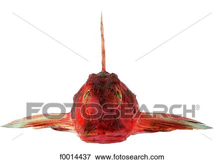 Surmullet View Large Photo Image Stock Photo - Surmullet. Fotosearch